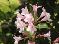kwiat_1344
