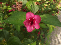 kwiat_1345