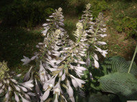 kwiat_1346