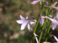 kwiat_1347