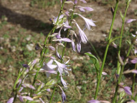 kwiat_1348