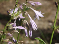 kwiat_1349