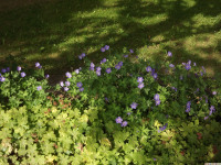 kwiat_1356