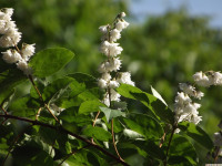 kwiat_1357