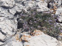 kwiat_1358