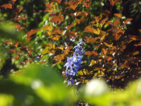 kwiat_1359