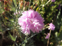 kwiat_1360