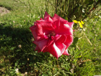 kwiat_1361