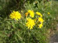 kwiat_1362