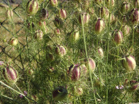 kwiat_1363
