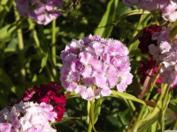 kwiat_1364