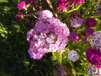 kwiat_1366