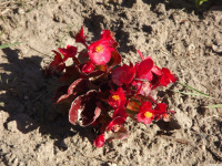 kwiat_1367