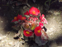 kwiat_1368