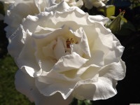 kwiat_1371
