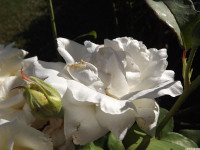 kwiat_1372