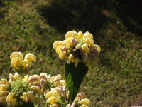 kwiat_1375