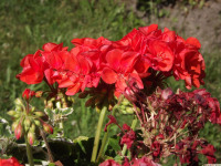 kwiat_1381