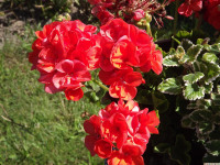 kwiat_1382