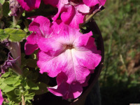 kwiat_1384