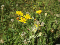 kwiat_1385