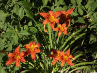 kwiat_1387