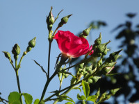 kwiat_1390