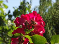 kwiat_1391