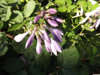 kwiat_1395