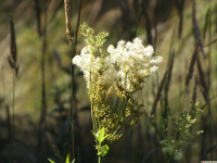 kwiat_1397