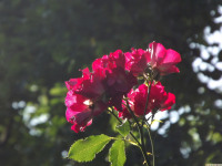kwiat_1398