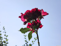 kwiat_1399