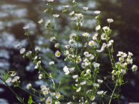 kwiat_1400
