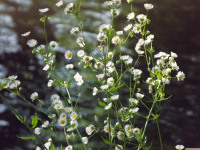 kwiat_1401