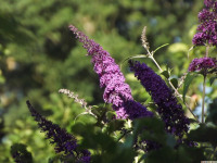 kwiat_1402