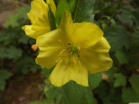 kwiat_1404