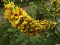 kwiat_1405