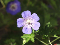 kwiat_1407