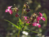 kwiat_1413
