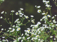 kwiat_1417