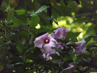 kwiat_1418