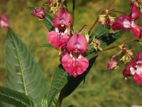 kwiat_1420