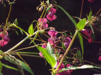 kwiat_1422
