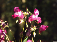 kwiat_1426