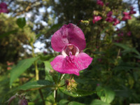 kwiat_1427