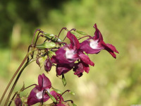 kwiat_1428