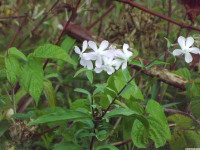 kwiat_1430