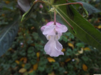 kwiat_1431