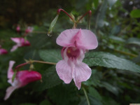 kwiat_1434