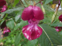 kwiat_1435